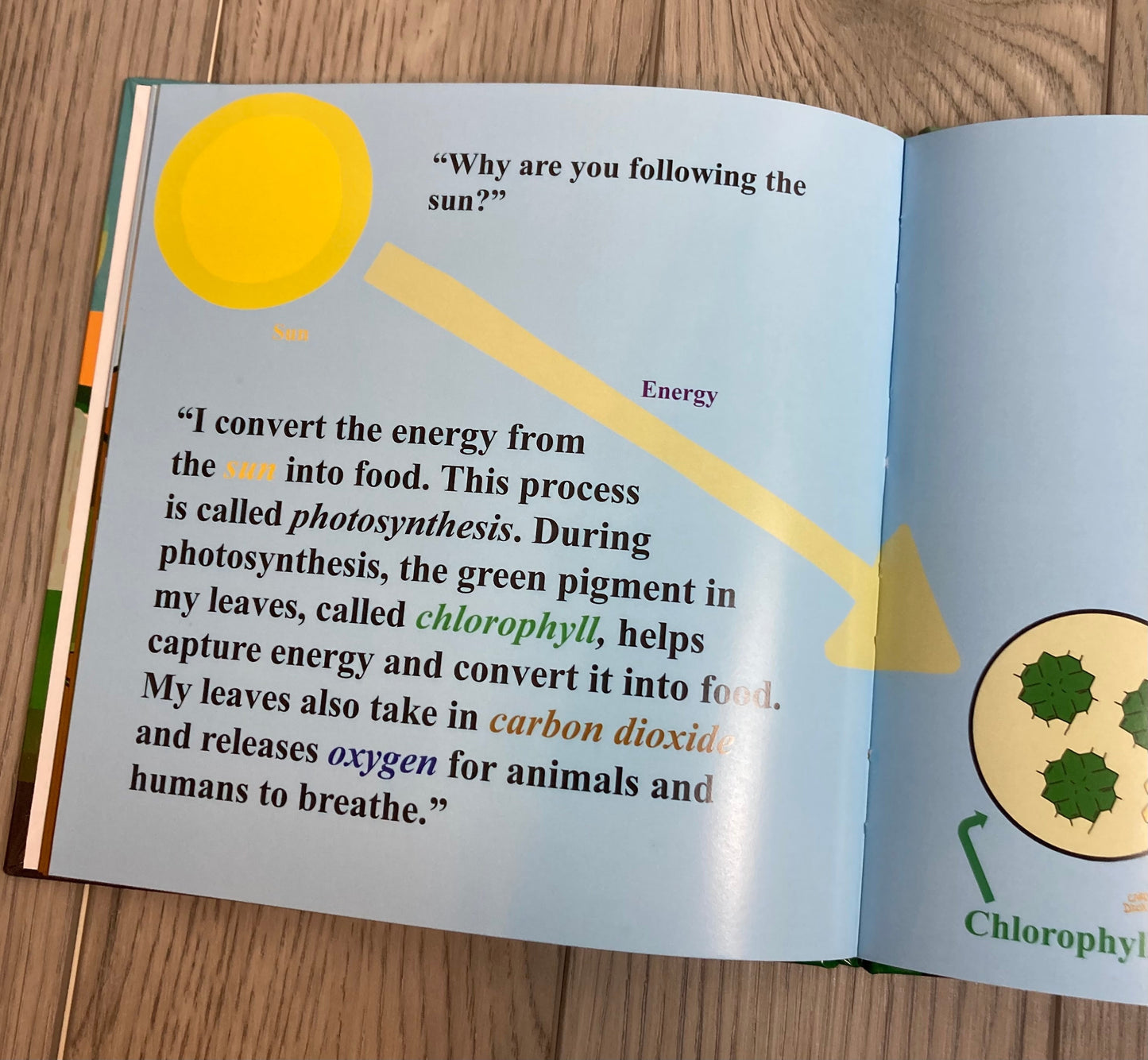 The Golden Life of Sally Sunflower Children's Science Book